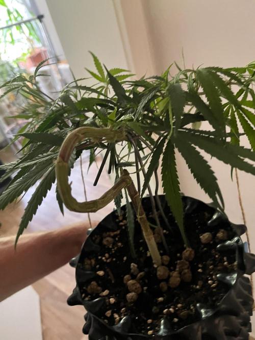 Bonsai aus Platzgründen. Week 1