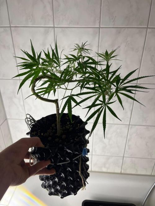 Bonsai aus Platzgründen. Week 1