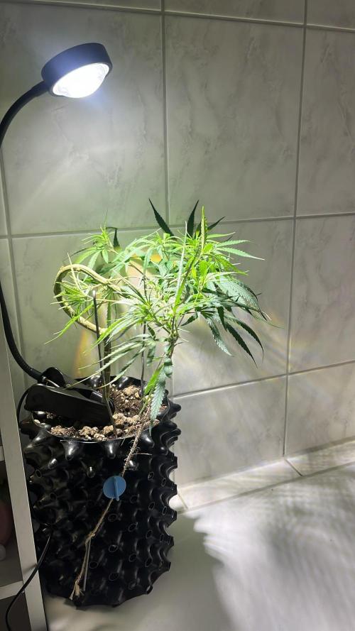 Bonsai aus Platzgründen. Week 1