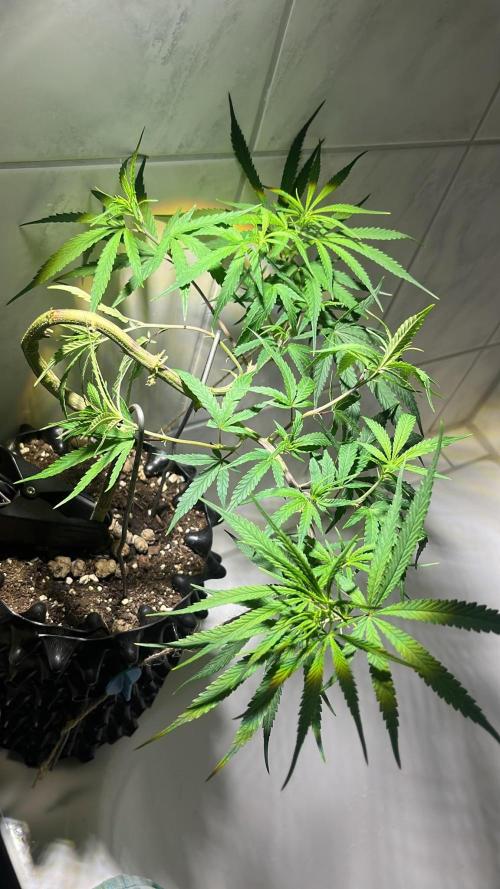 Bonsai aus Platzgründen. Week 1