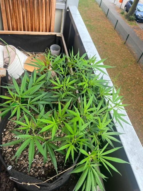 Bonsai aus Platzgründen. Week 2