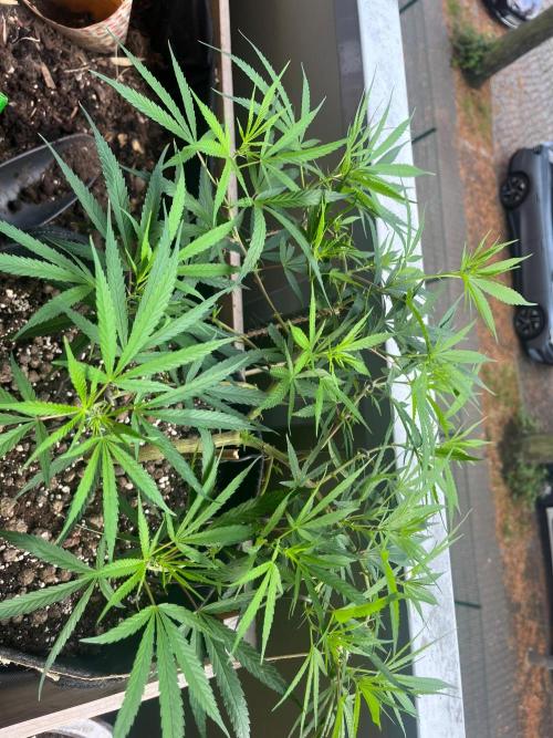 Bonsai aus Platzgründen. Week 2