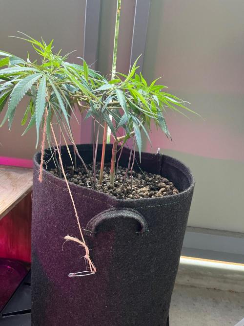 Bonsai aus Platzgründen. Week 2