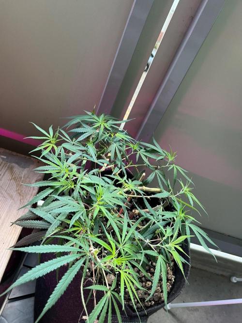 Bonsai aus Platzgründen. Week 2
