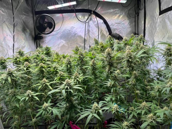 New Setup, Probegrow. Week 16