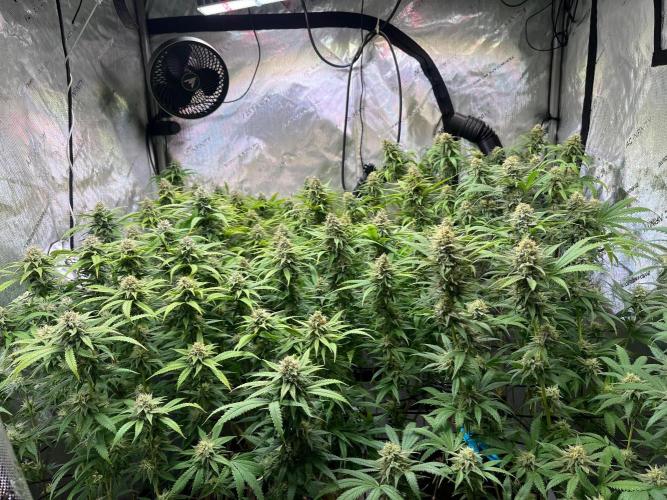 New Setup, Probegrow. Week 16