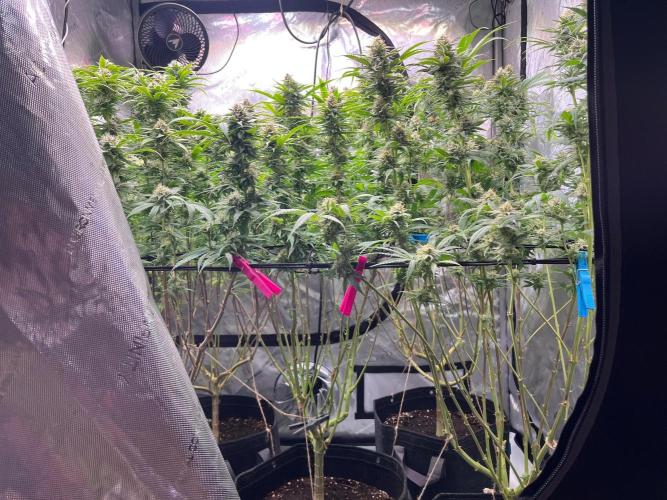 New Setup, Probegrow. Week 16