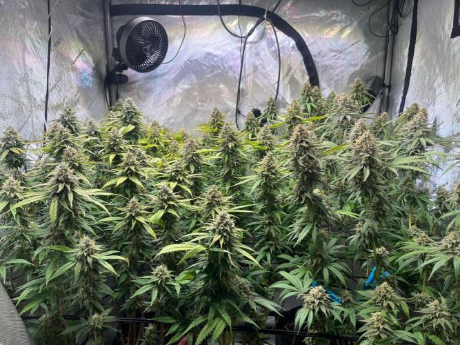 New Setup, Probegrow. Week 18