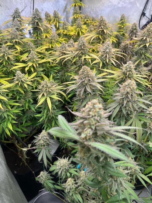 New Setup, Probegrow. Week 18