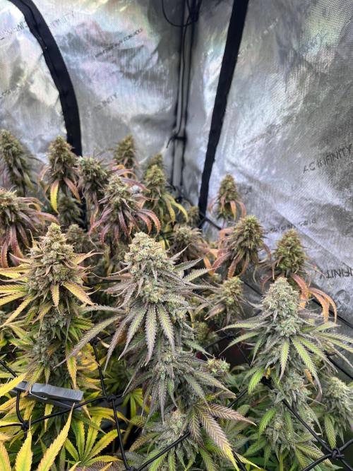 New Setup, Probegrow. Week 19