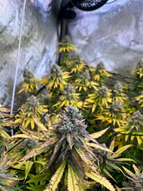 New Setup, Probegrow. Week 19