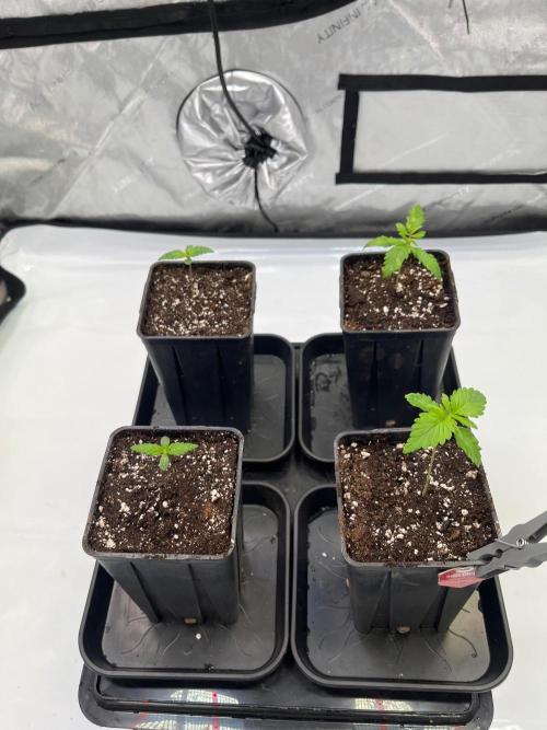 Sour Diesel. Week 1