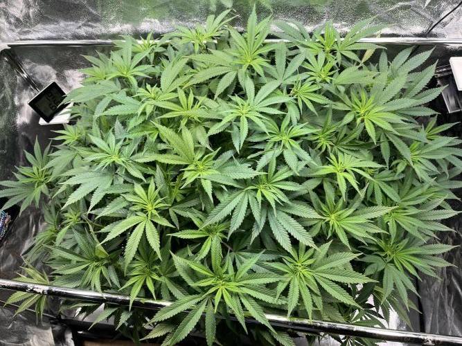 Monstercropping 1.1. Week 10