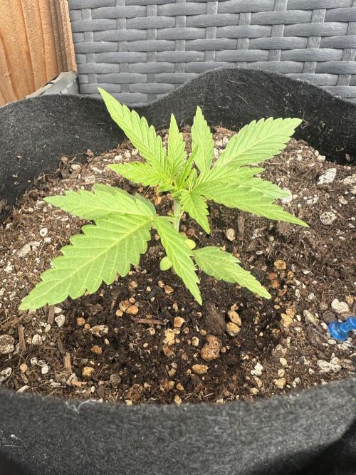 Slime Machine Outdoor Grow. Week 3