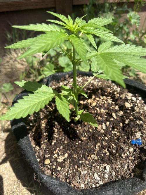 Slime Machine Outdoor Grow. Week 4