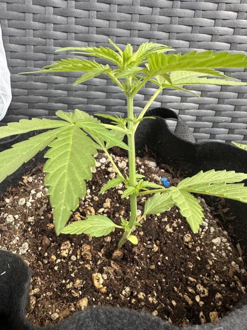 Slime Machine Outdoor Grow. Week 4