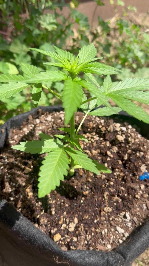 Slime Machine Outdoor Grow
