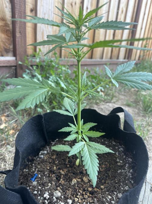 Slime Machine Outdoor Grow. Week 5