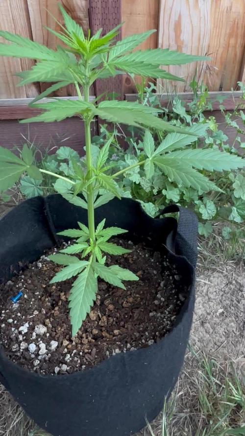 Slime Machine Outdoor Grow