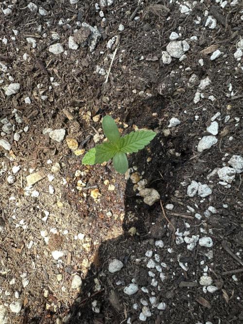 Gorilla Melon. Week 1