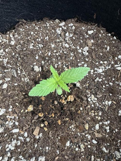 Gorilla Melon. Week 1