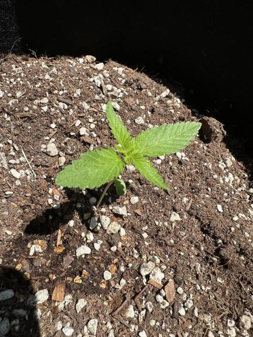 Gorilla Melon Outdoor Grow. Week 2