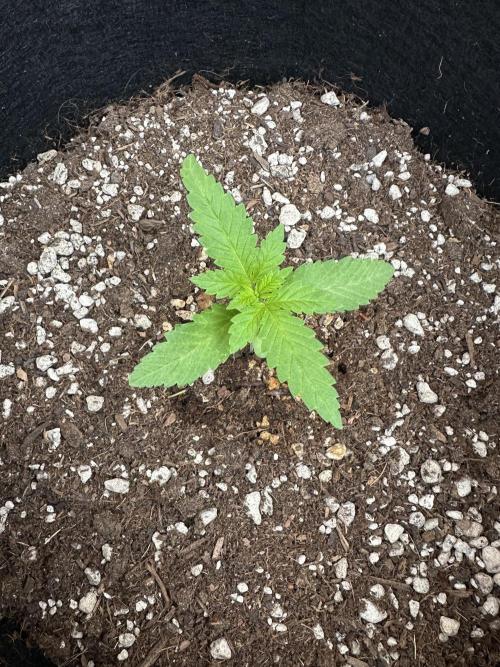 Gorilla Melon. Week 2