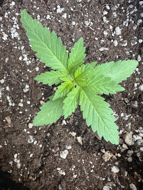 Gorilla Melon Outdoor Grow. Week 2