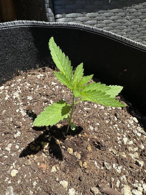 Gorilla Melon. Week 2