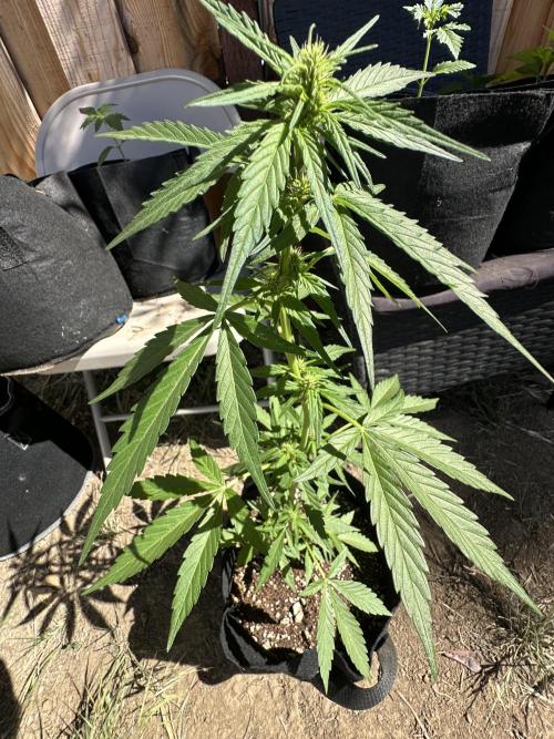 Slime Machine Outdoor Grow. Week 6