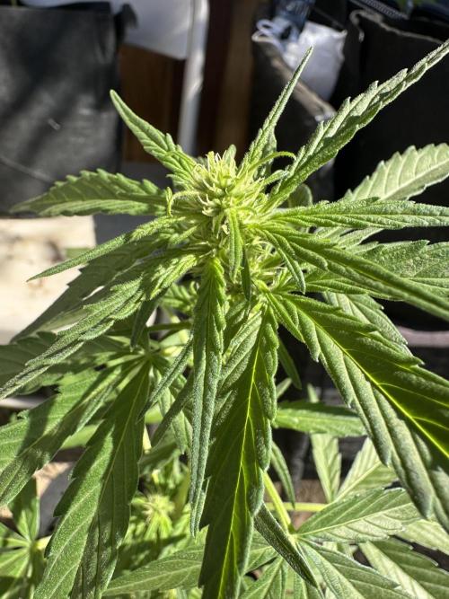 Slime Machine Outdoor Grow. Week 6