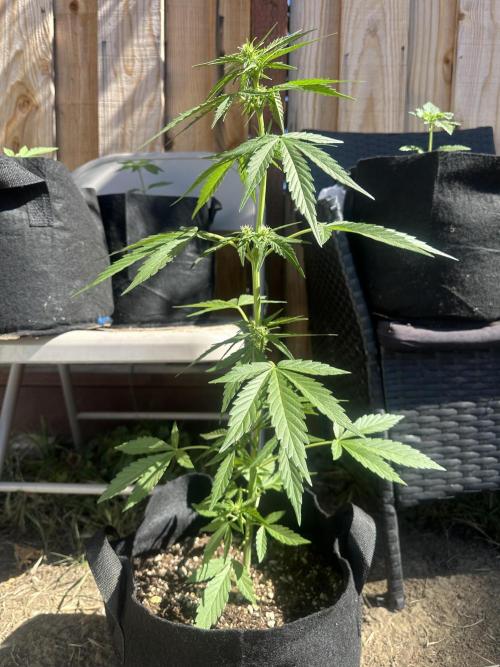 Slime Machine Outdoor Grow. Week 6