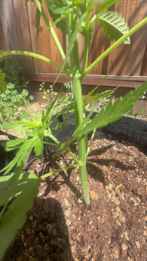 Slime Machine Outdoor Grow
