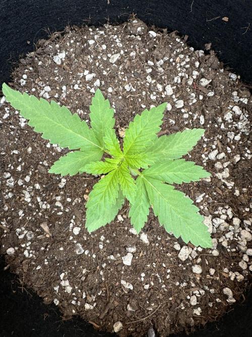 Gorilla Melon Outdoor Grow. Week 3