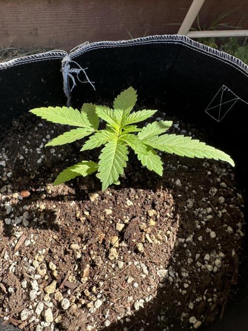 Gorilla Melon. Week 3