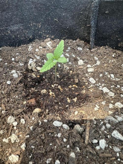 Genius Juice x C99 Outdoor Grow. Week 1