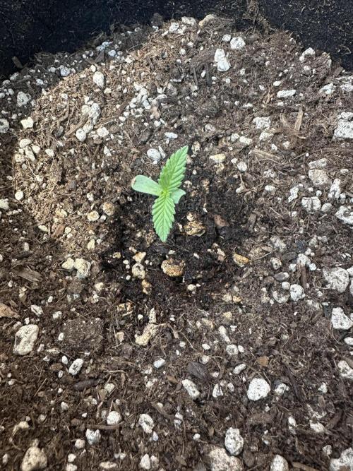 Genius Juice x C99 Outdoor Grow. Week 1