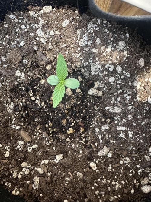 Genius Juice x C99 Outdoor Grow. Week 1