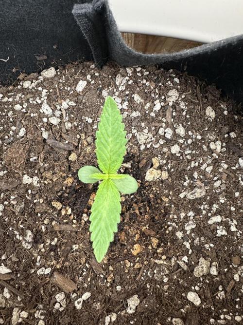 Genius Juice x C99 Outdoor Grow. Week 1
