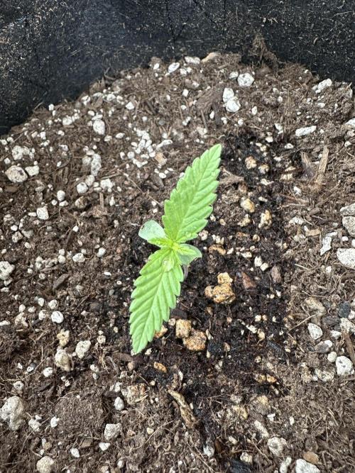 Genius Juice x C99 Outdoor Grow. Week 1