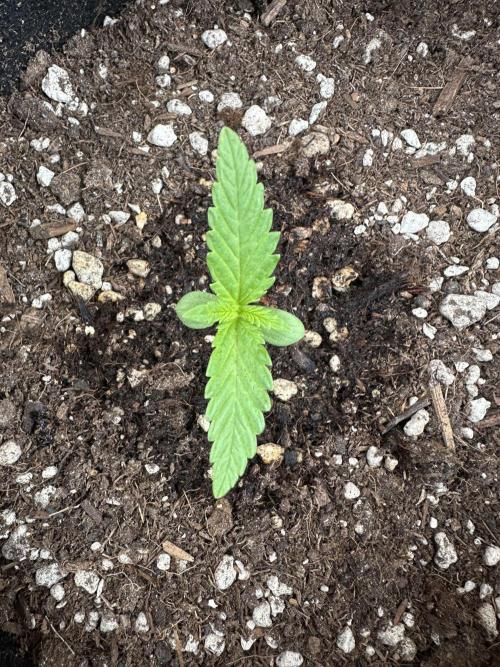 Genius Juice x Cinderella 99. Week 1