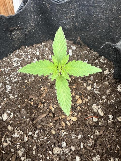 Genius Juice x C99 Outdoor Grow. Week 2