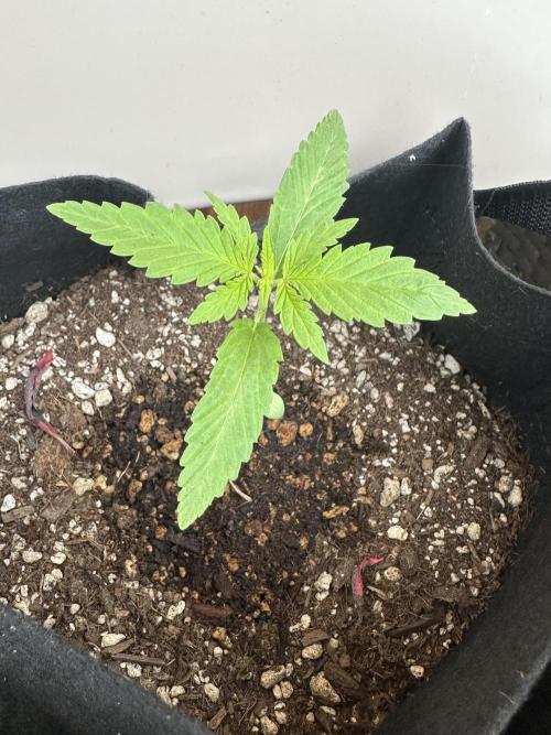 Genius Juice x C99 Outdoor Grow. Week 2
