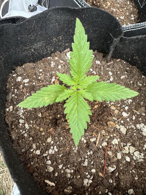 Genius Juice x C99 Outdoor Grow. Week 2