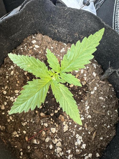 Genius Juice x C99 Outdoor Grow. Week 2