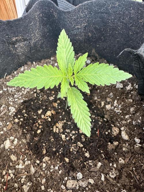 Genius Juice x C99 Outdoor Grow. Week 2