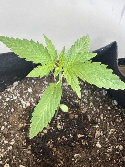 Genius Juice x Cinderella 99. Week 2