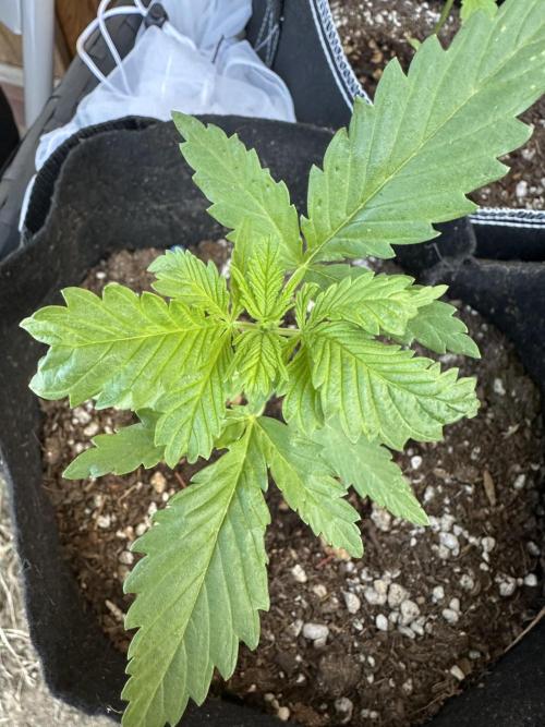 Genius Juice x C99 Outdoor Grow. Week 3