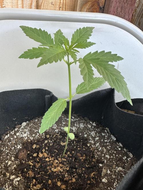 Genius Juice x C99 Outdoor Grow. Week 3