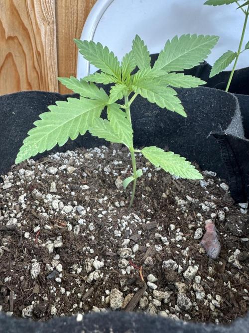 Genius Juice x Cinderella 99. Week 3